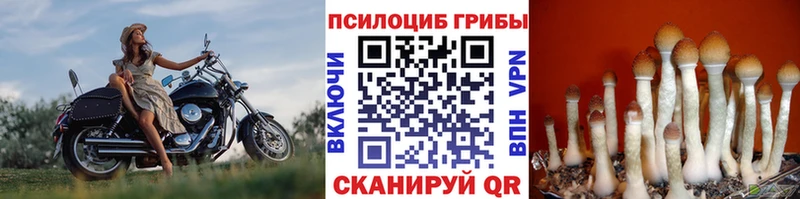 MEGA ТОР  Бежецк  Псилоцибиновые грибы GOLDEN TEACHER  наркота 